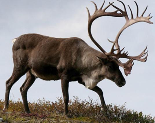 Repvag Overnatting Nordkapp Esterno foto