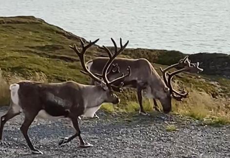 Repvag Overnatting Nordkapp Esterno foto